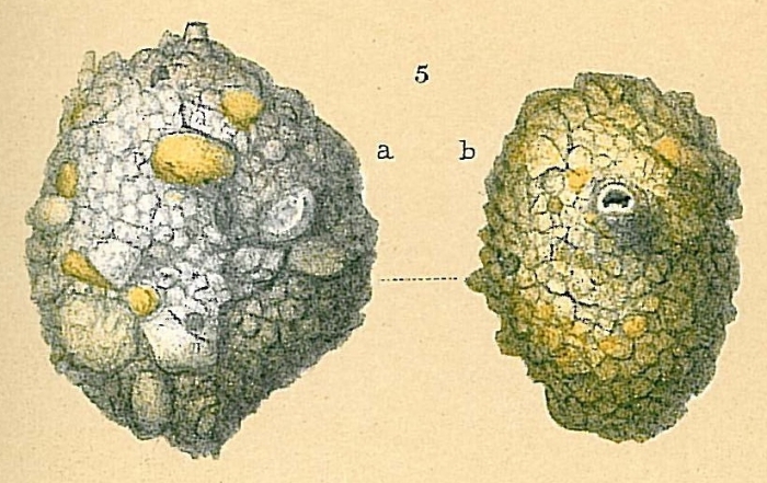 Siphonaperta crassatina Siphonaperta crassatina