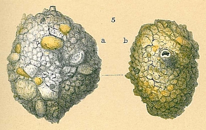 Siphonaperta crassatina