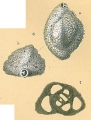 Chromista - Foraminifera (foraminifers)