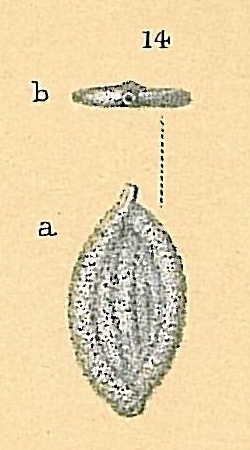 Spiroglutina asperula