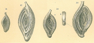 Spiroloculina angulata