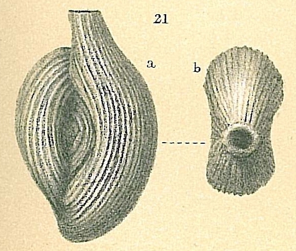 Spiroloculina antillarum Spiroloculina antillarum