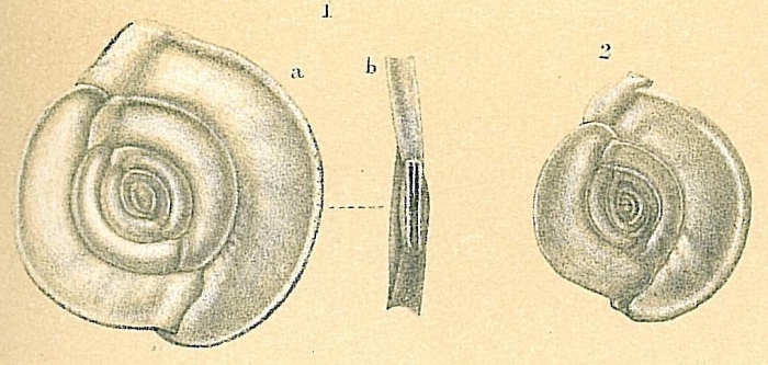 Spiroloculina bradyi Spiroloculina bradyi