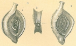 Chromista - Foraminifera (foraminifers)