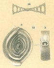 Spiroloculina rotunda