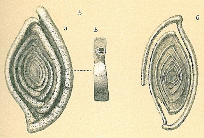 Spiroloculina tenuiseptata