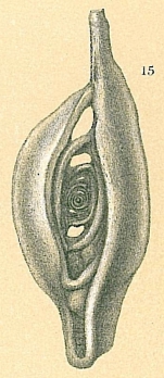Spiroloculina venusta