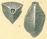 Triloculina bertheliniana