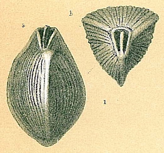 Triloculina terquemiana