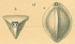 Triloculina tricarinata