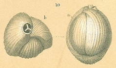 Triloculina trigonula var. striatotrigonula
