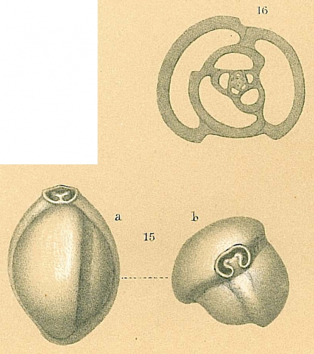 Triloculina trigonula