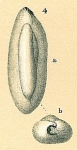 Miliolina oblonga sp. in Brady (1884)