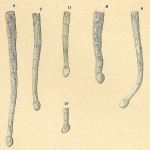 Chromista - Foraminifera (foraminifers)