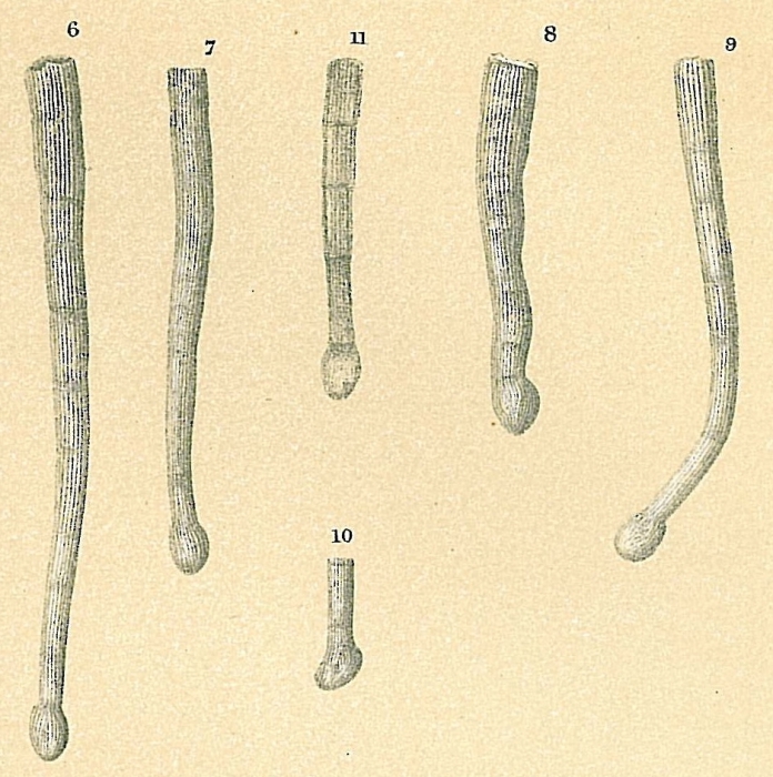 Tubinella funalis