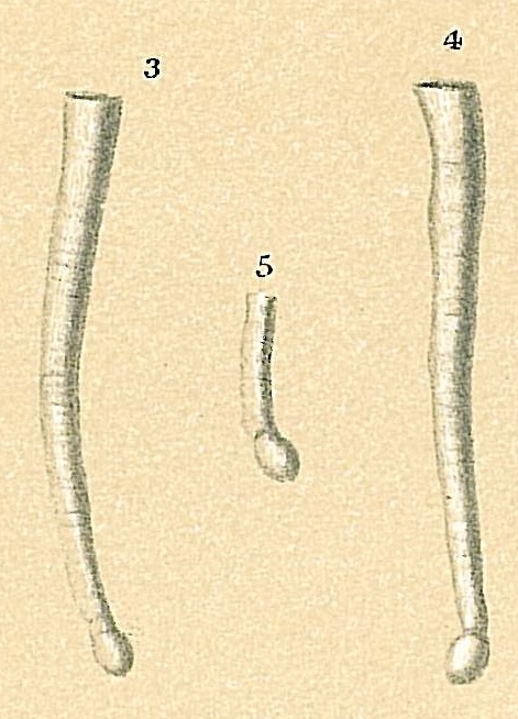 Tubinella inornata Tubinella inornata