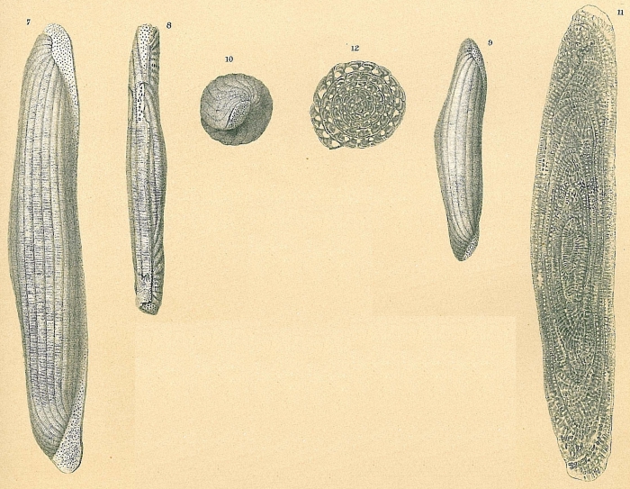 Alveolinella quoii Alveolinella quoii