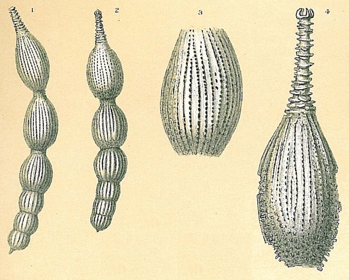 Amphicoryna intercellularis