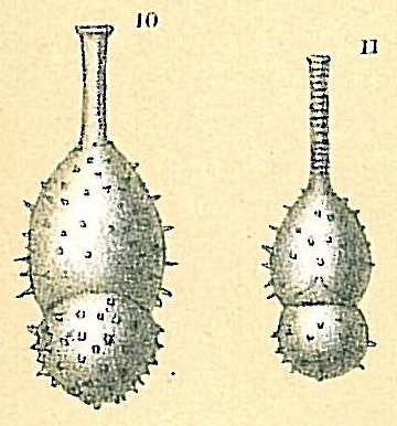 Amphicoryna papillosa