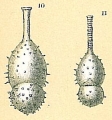 Chromista - Foraminifera (foraminifers)