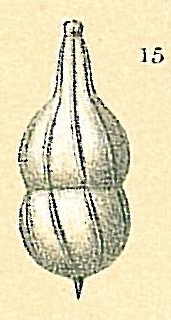 Amphicoryna proxima Amphicoryna proxima
