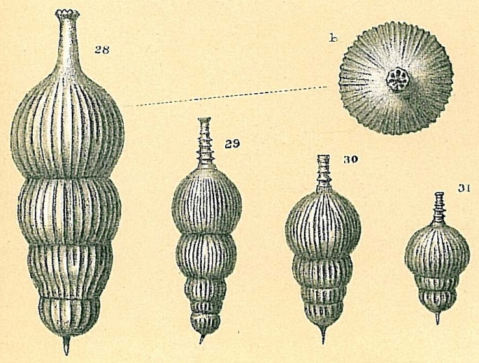 Amphicoryna scalaris (figs. 29-31) Amphycorina leurodeira (fig. 28) [opinion of Loeblich and Tappan (1994)]
