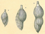 Chromista - Foraminifera (foraminifers)