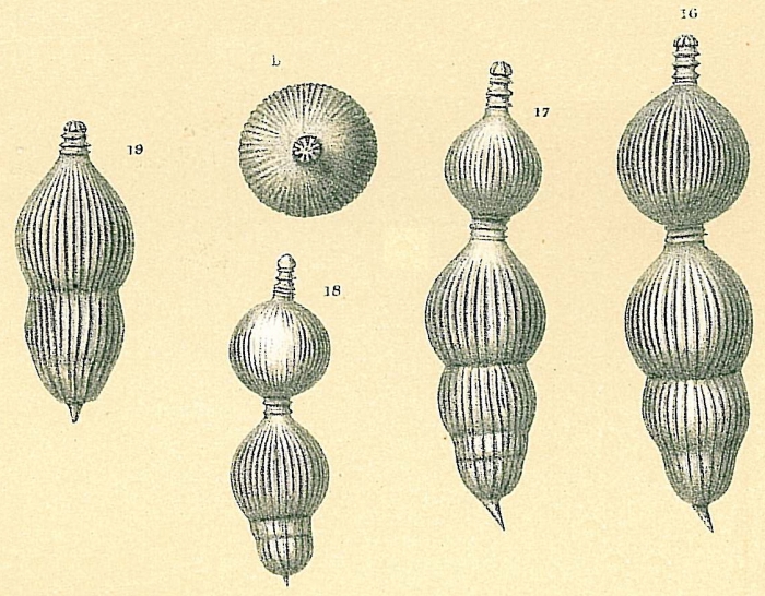 Amphicoryna separans Amphicoryna separans