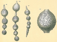 Amphicoryna sublineata