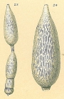 Amphicoryna substriatula