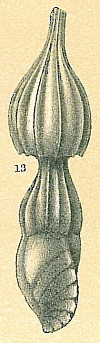Amphicoryna sp.nov2. Amphicoryna sp.nov2.