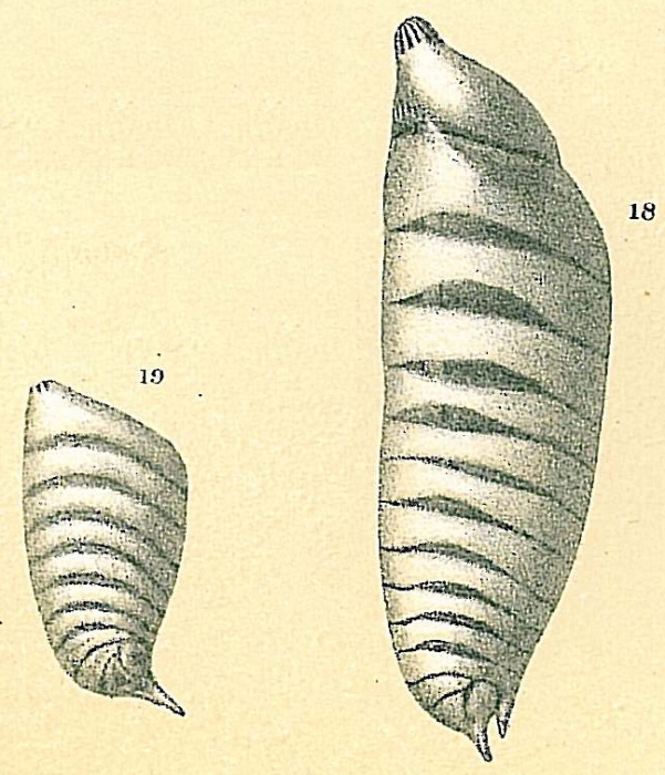 Astacolus bradyi Astacolus bradyi