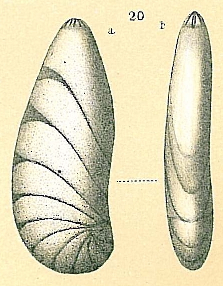 Astacolus crepidulus Astacolus crepidulus