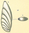 Astacolus insolitus