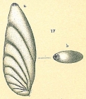 Astocolus crepidulus [Astacolus insolitus sensu Jones (1994)]