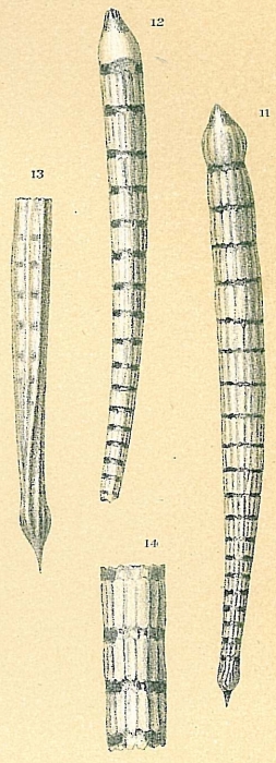 Dentalina albatrossi