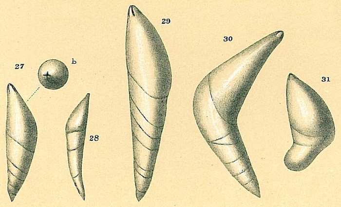 Dentalina ariena Dentalina ariena