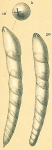 Dentalina bradyensis