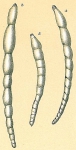 Chromista - Foraminifera (foraminifers)