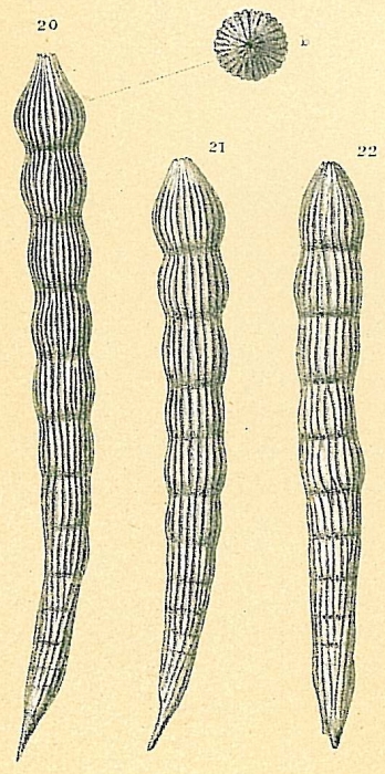 'Dentalina' deceptoria [Dentalina flintii sensu Jones, R.W. 1994]