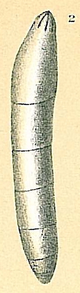 Dentalina plebeia Dentalina plebeia