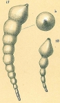 Chromista - Foraminifera (foraminifers)