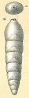 Frondicularia bradii