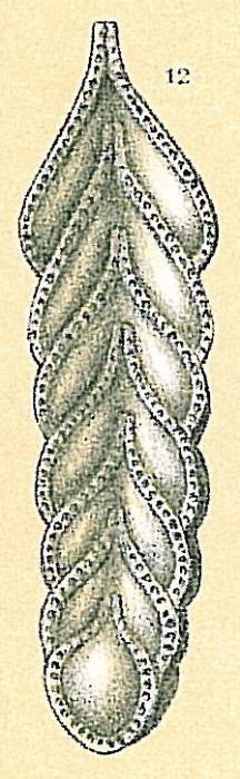Frondicularia compta var. villosa Frondicularia compta var. villosa