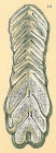 Frondicularia compta