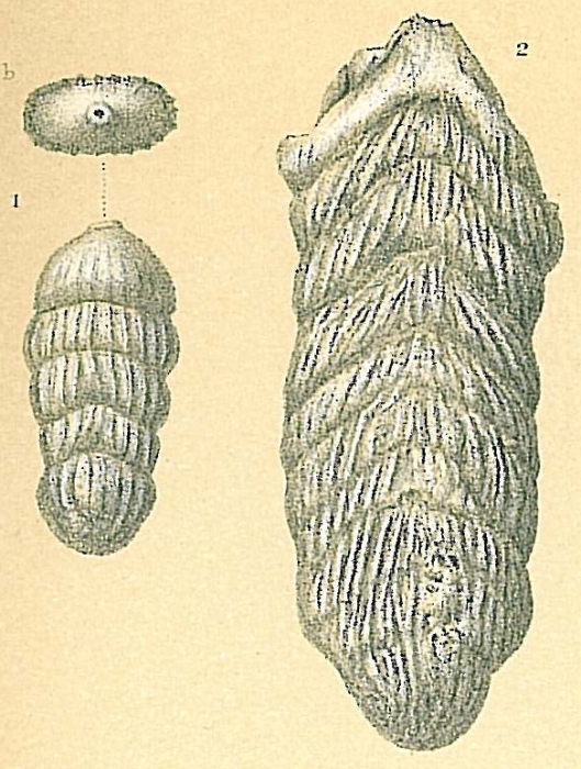 Frondicularia robusta