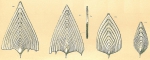 Chromista - Foraminifera (foraminifers)