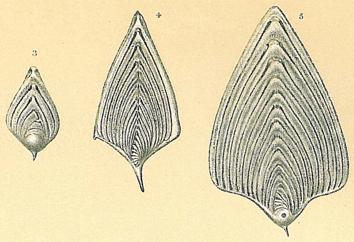 Frondicularia sagittula Frondicularia sagittula