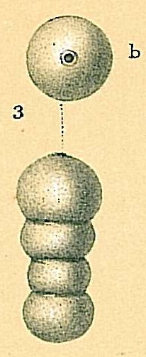 Glandulonodosaria ambigua Glandulonodosaria ambigua