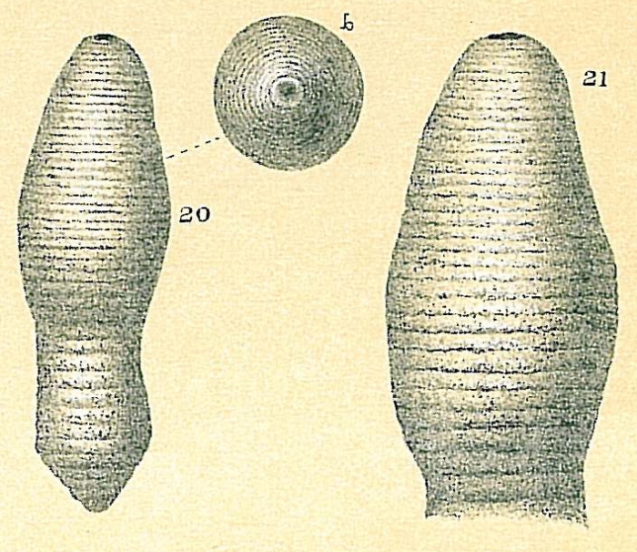 Glandulonodosaria annulata